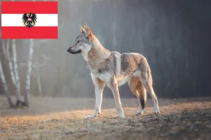 Lees meer over het artikel Tsjechoslowaakse Wolfhond fokkers en puppies in Oostenrijk