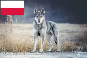 Lees meer over het artikel Tsjechoslowaakse Wolfhond fokkers en puppies in Polen