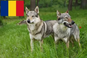 Lees meer over het artikel Tsjechoslowaakse Wolfhond fokkers en puppies in Roemenië