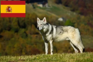 Lees meer over het artikel Tsjechoslowaakse Wolfhond Fokker en Puppies in Spanje