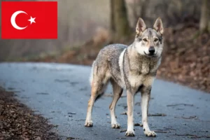 Lees meer over het artikel Tsjechoslowaakse Wolfshond Fokker en Puppies in Turkije