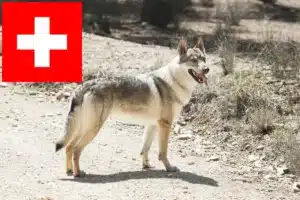 Lees meer over het artikel Tsjechoslowaakse Wolfshond fokkers en puppies in Zwitserland