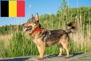 Lees meer over het artikel Västgötaspets fokkers en pups in België