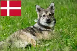 Lees meer over het artikel Västgötaspets fokkers en pups in Denemarken
