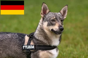 Lees meer over het artikel Västgötaspets fokkers en pups in Duitsland