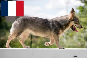 Lees meer over het artikel Västgötaspets fokkers en pups in Frankrijk