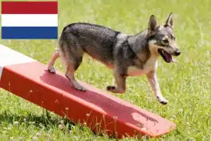 Lees meer over het artikel Västgötaspets fokkers en pups in Nederland