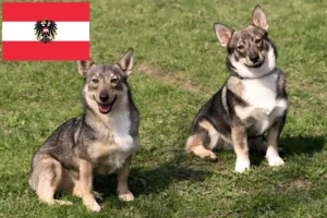 Lees meer over het artikel Västgötaspets fokkers en pups in Oostenrijk