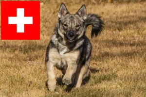 Lees meer over het artikel Västgötaspets fokkers en pups in Zwitserland
