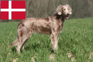 Lees meer over het artikel Weimaraner fokkers en pups in Denemarken