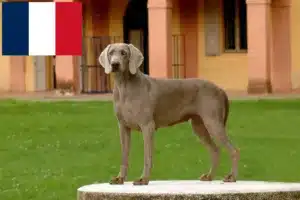 Lees meer over het artikel Weimaraner fokkers en pups in Frankrijk