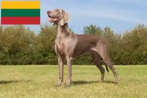 Lees meer over het artikel Weimaraner fokkers en pups in Litouwen