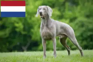 Lees meer over het artikel Weimaraner fokkers en pups in Nederland