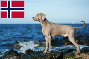 Lees meer over het artikel Weimaraner fokkers en pups in Noorwegen