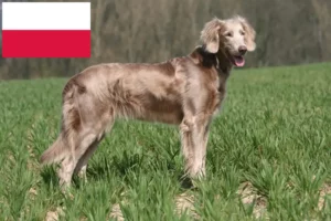 Lees meer over het artikel Weimaraner fokkers en pups in Polen