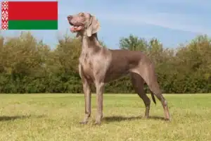 Lees meer over het artikel Weimaraner fokkers en pups in Wit-Rusland