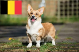Lees meer over het artikel Welsh Corgi fokkers en puppies in België