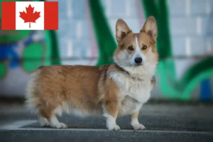 Lees meer over het artikel Welsh Corgi fokkers en puppies in Canada