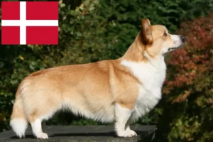 Lees meer over het artikel Welsh Corgi fokkers en pups in Denemarken
