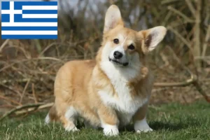 Lees meer over het artikel Welsh Corgi fokkers en pups in Griekenland