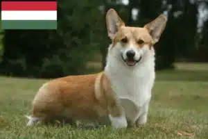 Lees meer over het artikel Welsh Corgi fokkers en pups in Hongarije