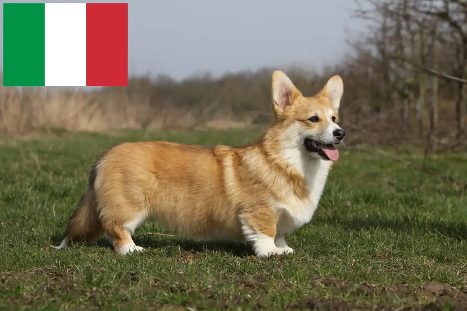 Welsh Corgi pups en fokkers Italië Hier vind je Welsh Corgis fokkers in Italië.