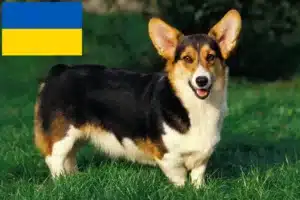 Lees meer over het artikel Welsh Corgi fokkers en pups in Oekraïne