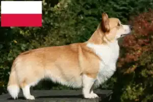 Lees meer over het artikel Welsh Corgi fokkers en puppies in Polen