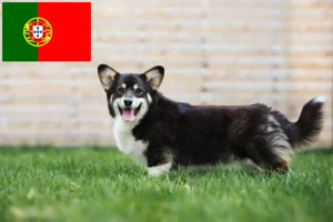 Lees meer over het artikel Welsh Corgi fokkers en puppies in Portugal