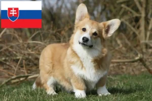 Lees meer over het artikel Welsh Corgi fokkers en pups in Slowakije