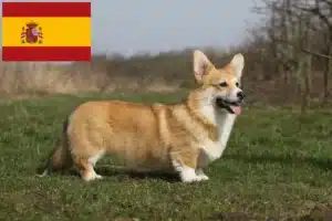 Lees meer over het artikel Welsh Corgi fokkers en puppies in Spanje