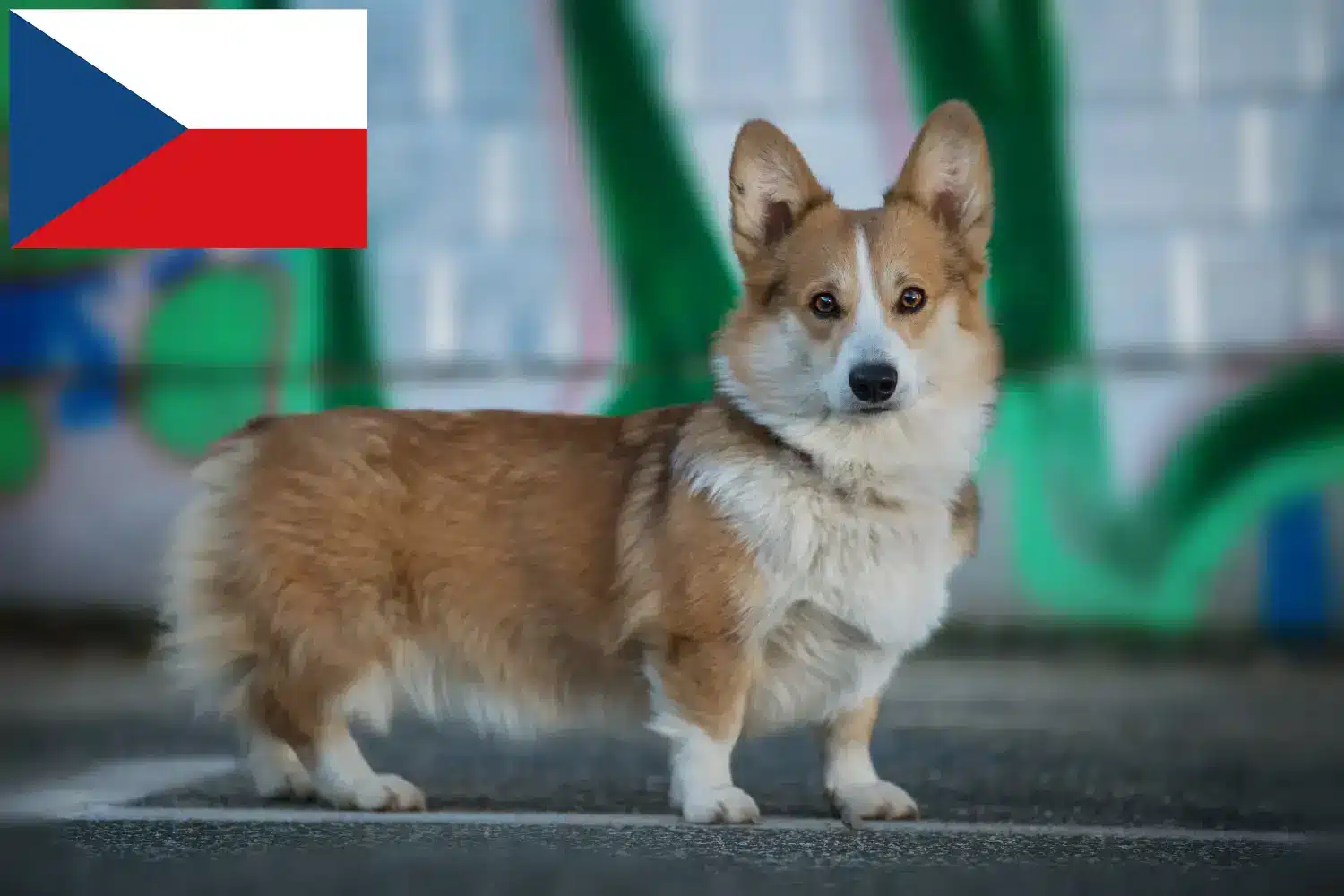 Welsh Corgi pups en fokkers Tsjechië Hier vind je Welsh Corgis fokkers in Tsjechië.