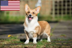 Lees meer over het artikel Welsh Corgi fokkers en puppy’s in de VS