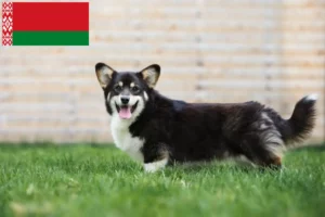 Lees meer over het artikel Welsh Corgi fokkers en pups in Wit-Rusland