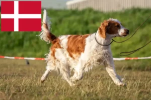 Lees meer over het artikel Welsh Springer Spaniel fokkers en pups in Denemarken