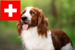 Lees meer over het artikel Welsh Springer Spaniel fokkers en pups in Zwitserland