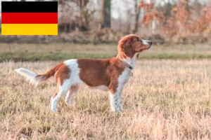 Lees meer over het artikel Welsh Springer Spaniel fokkers en pups in Duitsland