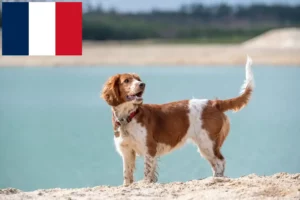 Lees meer over het artikel Welsh Springer Spaniel fokkers en pups in Frankrijk