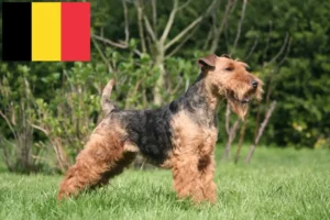 Lees meer over het artikel Welsh Terrier fokkers en puppies in België