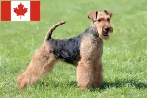 Lees meer over het artikel Welsh Terrier Fokkers en Puppies in Canada