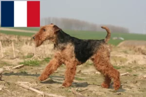 Lees meer over het artikel Welsh Terrier fokkers en puppies in Frankrijk
