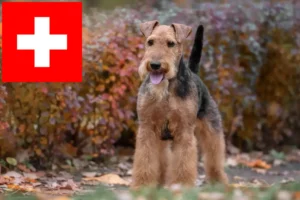 Lees meer over het artikel Welsh Terrier fokkers en puppies in Zwitserland
