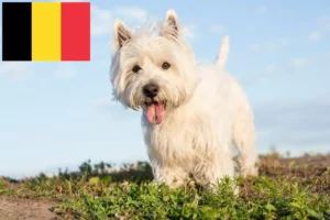 Lees meer over het artikel Westie fokkers en puppies in België