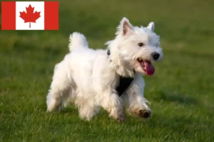 Lees meer over het artikel Westie fokkers en pups in Canada