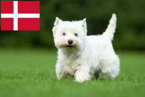 Lees meer over het artikel Westie fokkers en pups in Denemarken