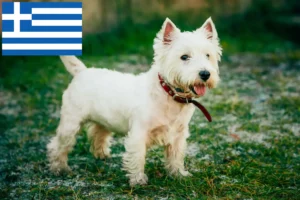 Lees meer over het artikel Westie fokkers en pups in Griekenland