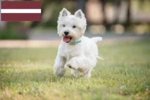 Lees meer over het artikel Westie fokkers en pups in Letland