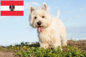 Lees meer over het artikel Westie fokkers en pups in Oostenrijk