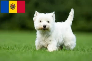 Lees meer over het artikel Westie fokkers en pups in Republiek Moldavië