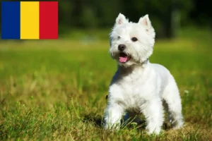 Lees meer over het artikel Westie fokkers en pups in Roemenië